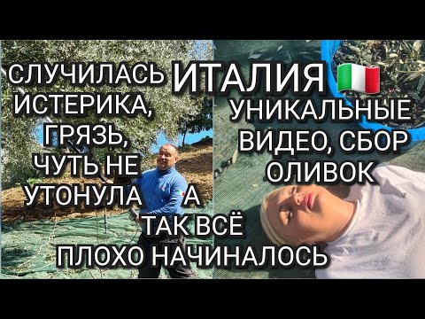 Видео: ИТАЛИЯ, СБОР ОЛИВОК,ЭТО БЫЛО УЖАСНО, НО ПОТОМ, УПАЛА ШЛЯПА, УПАЛА НА ПОЛ
