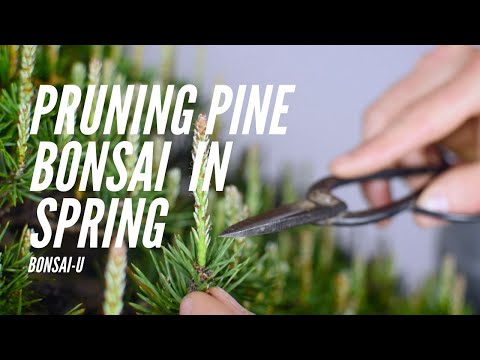 Видео: Как обрезать бонсай из однослойной сосны | Bonsai-U