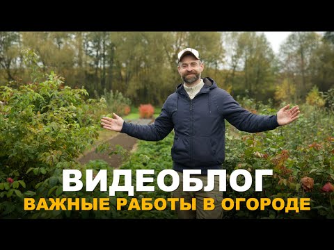 Видео: ВИДЕОБЛОГ: ВАЖНЫЕ ОСЕННИЕ РАБОТЫ В САДУ И ОГОРОДЕ. Работы в саду и огороде в осенний период.