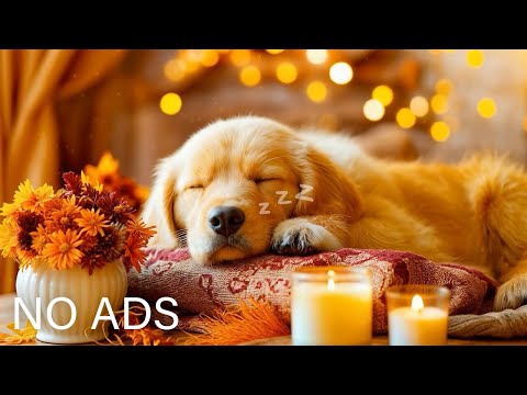 Видео: 24 ЧАСА успокаивающей музыки для собак🎵💖Музыка против тревожности и разлуки🐶Исцеление сна для собак🎵