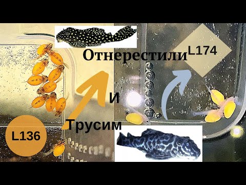 Видео: Отнерестились #l136 и #l174. Пора трусить.