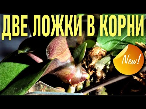 Видео: ДВЕ ЛОЖКИ ЧУДО НАСТОЯ В КОРНИ  ОРХИДЕИ И ПЕНЬ ЗАКОЛОСИТСЯ!! КАЛАНХОЭ  И ТОЛСТЯНКА ДЛЯ  ОРХИДЕЙ!! 🌞🌞🌞