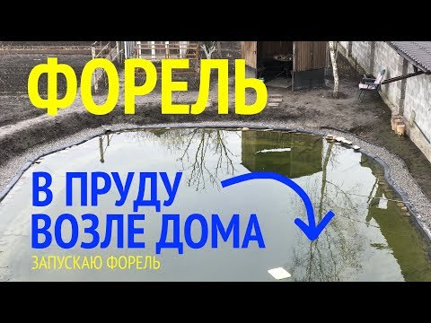 Видео: Форель в пруду на участке возле дома. Зарыбление форелью.