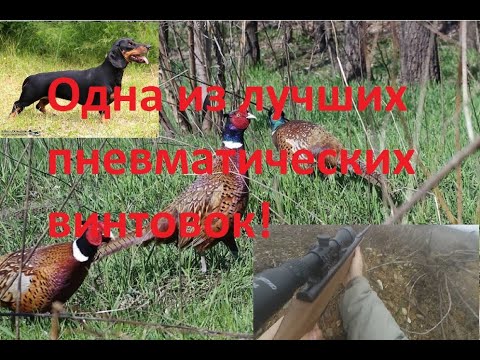 Видео: ХОРОШАЯ ПНЕВМАТИЧЕСКАЯ ВИНТОВКА ДЛЯ ОХОТЫ!  Bendjamin Trail NP XL1500.