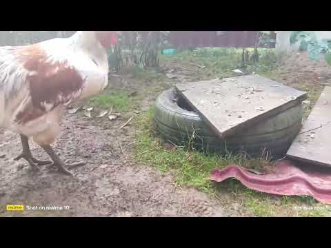 Видео: Обзор хозяйства! Куры, перепела, куропатки! Что будет дальше?! 🤔