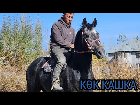 Видео: КӨК КАШКА БЫШТЫ