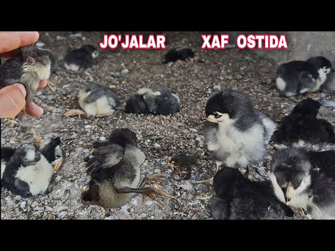 Видео: Эхтиёт булинг товук жожалар хавф остида вактида саклаб колинг OGOX bo'ling Jo'jalar havf ostida