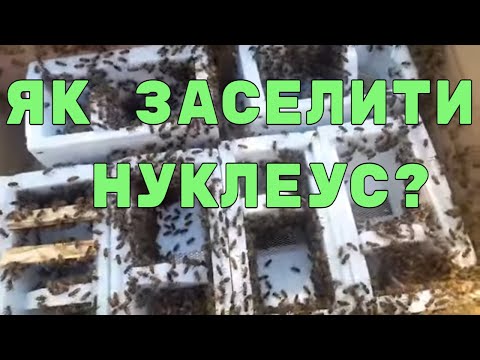 Видео: Заселення нуклеусів. Маткарство.