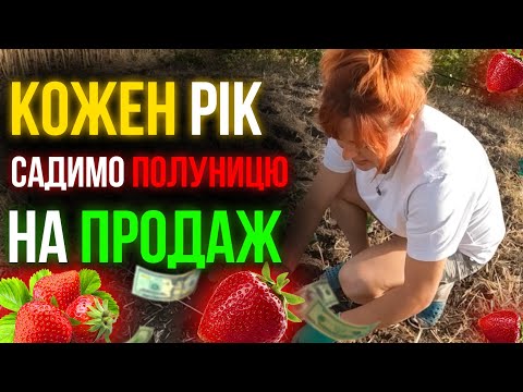 Видео: 🍓РОЗПАКОВКА І ПОСАДКА ПОЛУНИЦІ🍓 Щороку садимо полуницю для заробітку. Де замовити розсаду полуниці?