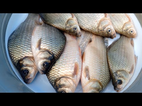 Видео: Сентябрьский КАРАСЬ