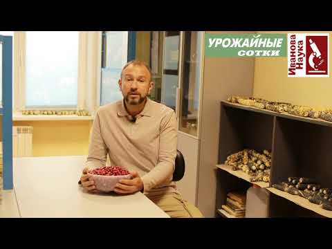 Видео: КЛЮКВА - проверенное НАРОДНОЕ ЛЕКАРСТВО! Только не варите её и не верьте коммерсантам-шарлатанам!