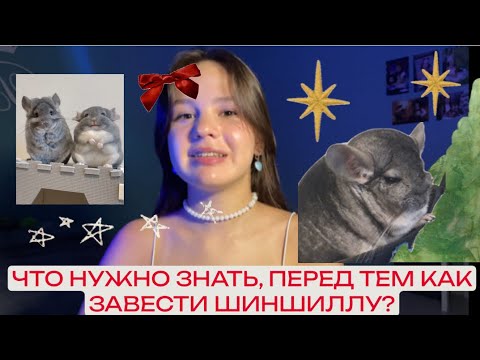 Видео: ЧТО НУЖНО ЗНАТЬ, ПЕРЕД ТЕМ  КАК ЗАВЕСТИ ШИНШИЛЛУ?