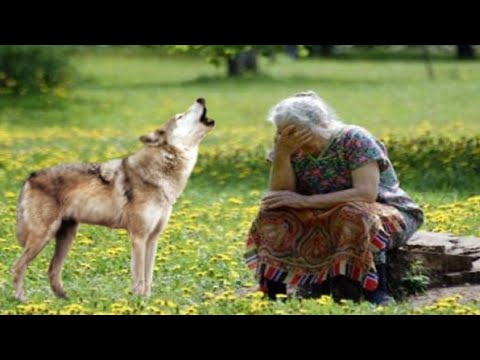 Видео: Волчица преградила путь старой травнице. Бабушка ОЦЕПЕНЕЛА, но потом произошло НЕЧТО