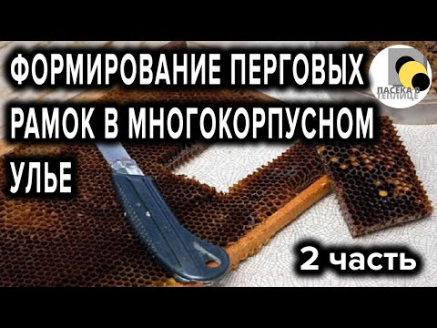 Видео: Формирование перговых рамок в многокорпусном улье #матка #мёд #пасека #пчелы #медовик #перга #рамка