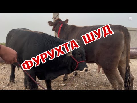 Видео: ШОК🙆‍♂️ ИСКАНДАР КОИЛ КАРД 31 октября 2025 г.