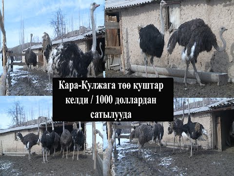 Видео: Төө куш баккан фермер бизнес кылып, киреше таап жатат/ Өзбекстандан келген страустар 1000 доллардан