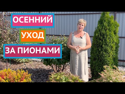 Видео: ЧТО ВАЖНО СДЕЛАТЬ С ПИОНАМИ ОСЕНЬЮ!