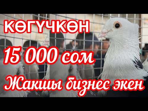 Видео: 3 КӨГҮЧКӨН 45 миң сомдон САТЫЛУУДА  |  Бул БИЗНЕСКЕ кызыгып калдым
