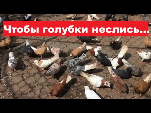 Видео: Витамины для голубят. Средство от бесплодия для голубок.