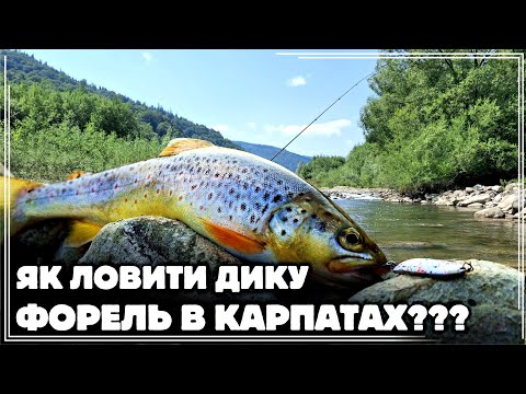 Видео: ✅️ ЯК ПІЙМАТИ ДИКУ ФОРЕЛЬ В КАРПАТАХ 🏞 ТОП приманки, ТАКТИКА пошуку, МІСЦЯ ловлі ❓️‼️ 