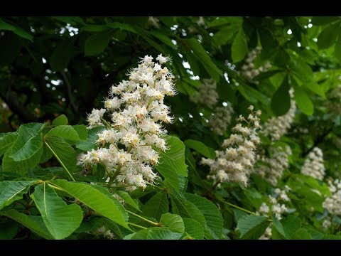 Видео: Деревья целители-ферментированный чай из листьев Каштана