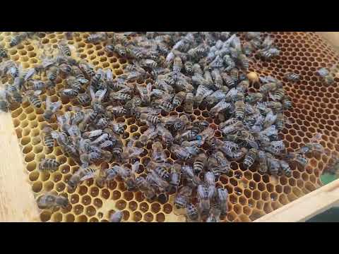 Видео: Облёт на 300 рамку