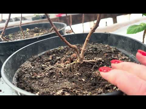 Видео: Маточники гортензии куда вынести на пробуждение. 24.02