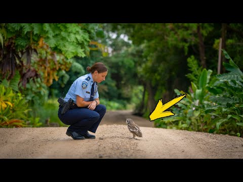 Видео: Совенок следует за офицером. Когда она понимает почему, то заливается слезами!