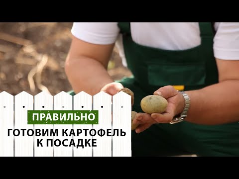 Видео: Как правильно подготовить картофель к посадке