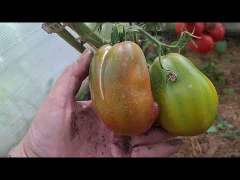 Видео: Дегустация 6 Классика на все времена