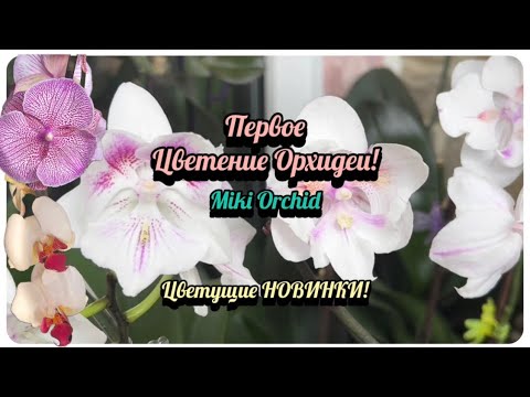 Видео: Ожидание и Реальность первого цветения! Цветущие орхидеи в Октябре. #phalenopsis #plants #fyp