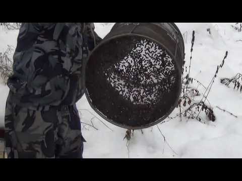 Видео: Мастер - класс по обработке семей от клеща в термокамере. (Нолинск 2017г)