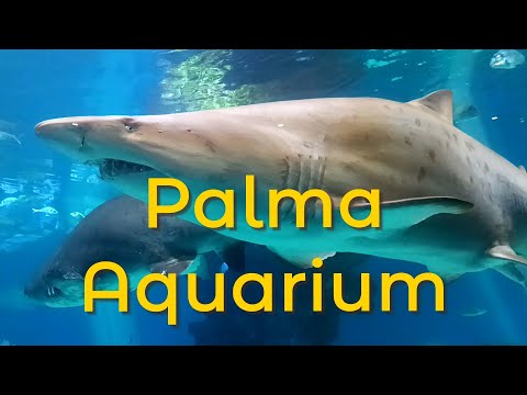 Видео: Palma Aquarium — стоит ли идти? Обзор аквариума в Пальма-де-Майорка
