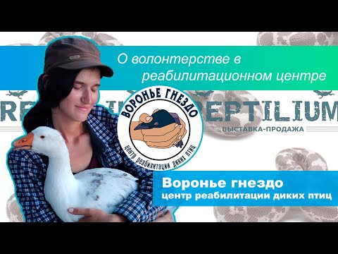 Видео: О волонтерстве в реабилитационном центре Воронье Гнездо
