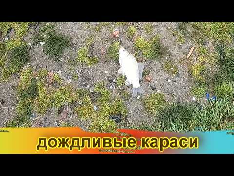 Видео: Погода была ужасная , рыбалка была прекрасная / Маяки / Днестр 16-17 мая