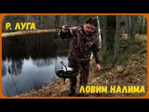 Видео: р. ЛУГА . Поздняя ОСЕНЬ . ЛОВИМ НАЛИМА.  2024г