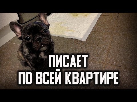 Видео: Французский бульдог писает по всей квартире