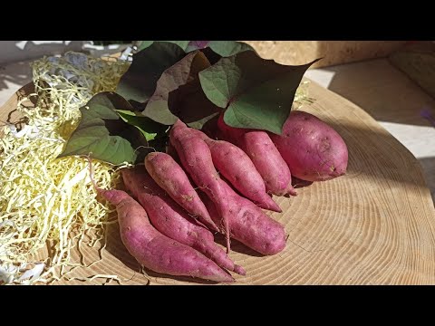 Видео: Наполеон — сорт батата готовый удивить весь мир.