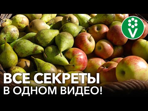 Видео: ЯБЛОНИ И ГРУШИ: САМОЕ ПОЛНОЕ РУКОВОДСТВО ОБРАБОТОК И ПОДКОРМОК С ВЕСНЫ ДО ОСЕНИ!