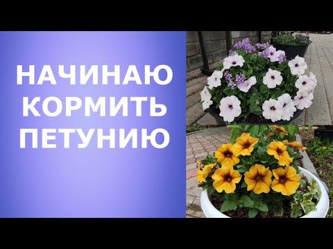 Видео: Петуния на 1 июня. Начинаю кормить.