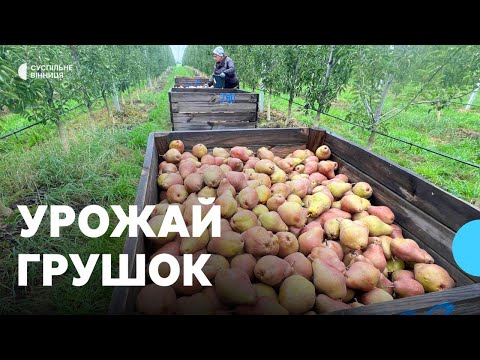 Видео: "Були низькі температури в період цвітіння": як весняні морози вплинули на врожай груш на Вінниччині
