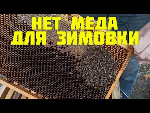 Видео: Нет меда для зимовки пчелам, что делать? Канди или мед?