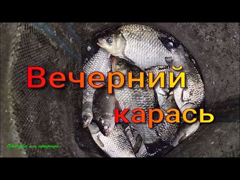 Видео: ВЕЧЕРНЯЯ РЫБАЛКА. ПРИГОТОВИЛИ " СТОЛ " ДЛЯ КАРАСЯ.#рыбалка #фидер #поплавок