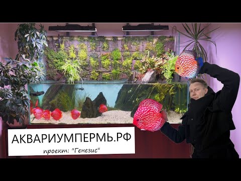 Видео: Высаживаем Дискусов в проект "Генезис" - аквариум с надводной частью, но не все идет по плану...