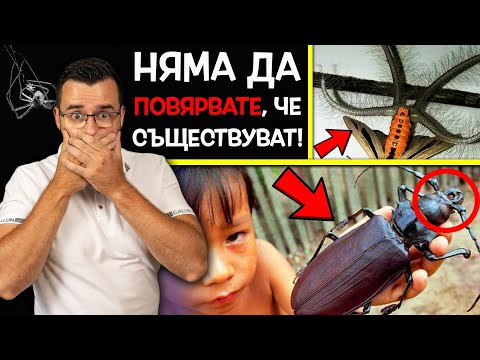 Видео: 10 СТРАХОВИТИ НАСЕКОМИ, които не ПОДОЗИРАХТЕ, че СЪЩЕСТВУВАТ