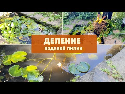 Видео: Деление нимфеи | водяной лилии