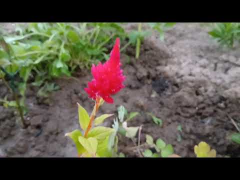 Видео: На даче 🌻 3 - 5 августа 2025 г.