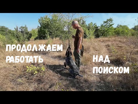 Видео: Курцхаар Роби. Продолжаем работать над поиском.