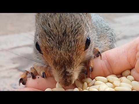 Видео: Не Хочу Подниматься 😡/Я Есть Хочу 🌰😂#shortvideo #shorts #squirrel #animals #cute #reels #rek #comedy