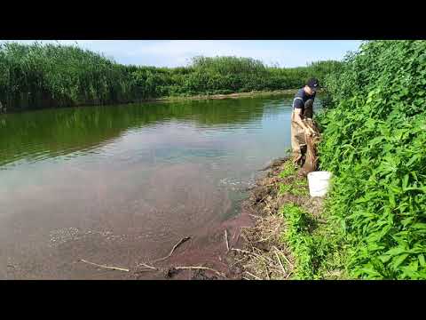 Видео: 4 июля 2025 г. Лов дафнии моины.